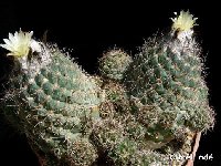 Coryphantha durangensis ©JLcoll.802.JPG